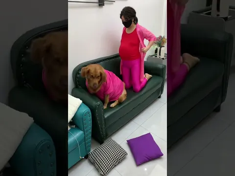 太多感情事不靠谱，唯有狗子真心忠心 #funny #美女搞笑 #pets #goldenretriever