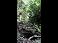 Kijang hutan| Garang bunyi