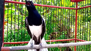 pancingan terampuh buat kacer kurang emosi langsung gacor ngotot kacer gacor