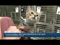 Tulsa Animal Welfare Desperate for Help