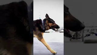 13 Years old and still struttin.