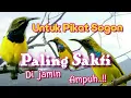 Download Lagu Suara Pikat Sogon Paling Sakti Di Jamin Ampuh
