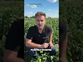 Download Lagu 🌱 Vidi Parva - biostimulator radicular de generație nouă pentru recolte sigur  #agricultura #plante