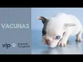 VIP Animal Hospital Vacunas