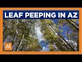 De beste plekken om in Oost-Arizona naar bladeren te kijken