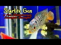 Download Lagu BERUNTUNG BANGET DAPAT BAHAN PROGRES LOUHAN CENCU AJIB BANGET || SIZE 5 CM MUTIARANYA MEWAH#Part1