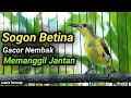 Download Lagu CUIT CUIT SOGON BETINA GACOR MEMANGGIL JANTAN, PENAIK EMOSI SOGON TROTOL GACOR METALIK JANTAN GACOR