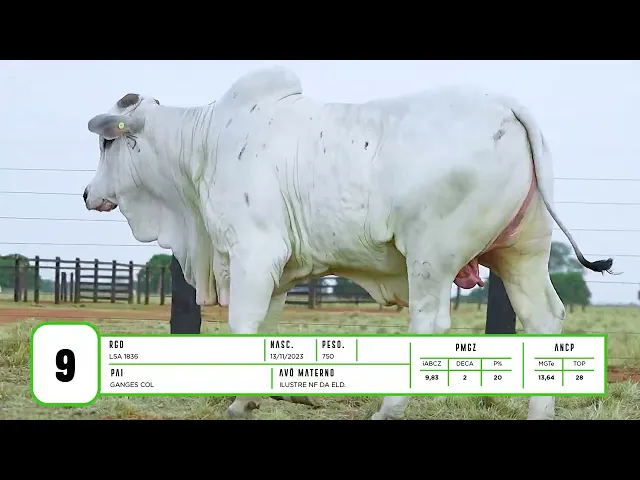 Touro Nelore LSA - 1836