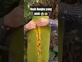 Download Lagu apakah ini buah nangka terpanjang yang pernah kalian lihat ? 😰😰 #nangka #shorts #amazing #popular