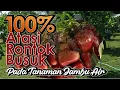 Download Lagu Atasi Rontok\u0026Busuk pada Tanaman Jambu Air 100% WORK!!