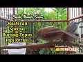 Download Lagu Masteran Burung Tepus Pipi Perak Gacor