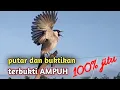 Download Lagu BURUNG KUTILANG GACOR memanggil kutilang liar dengan suara panggilan kutilang pikat / pikat kutilang