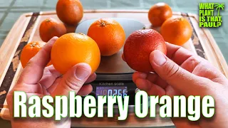 CALIFORNIA Raspberry Orange TASTING and REVIEW A more pleasing alternative to the blood orange