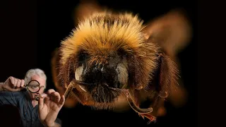 Bee Class Episode 14 Genus Bombus Bumble Bees