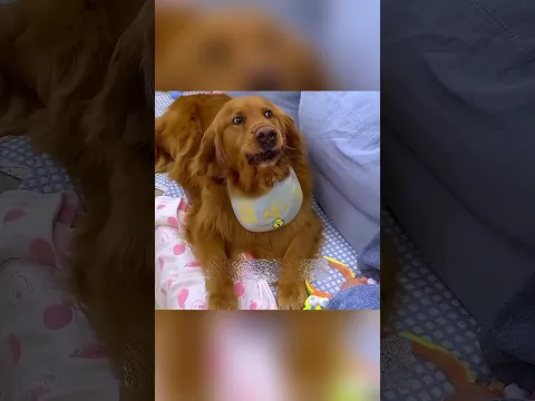 From Angry Dog to Loving Hero