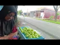 Download Lagu ATUR BUAH DI LAPAK, LANJUT MALAMNYA BAPAK BONGKAR BUAH DARI MOBIL 