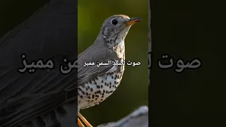 صوت سمن مميز للصيد Shorts Birdcall اكسبلور Birds 