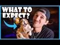 What to Expect When You Get a Cavalier King Charles Spaniel Puppy