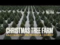 Christmas Tree Farm at Lakeland Orchard Cidery Scott Twp PA