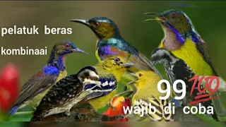 Download SUARA BURUNG PLATUK BERAS KOMBINASI SIRTU KOLIBRI KELAPA‼️#SANGATmemuaskan pemikat MP3