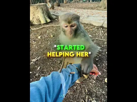 This Monkey Is Way Too Smart 🤯🐒 #shorts