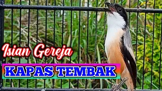 Download ISIAN GEREJA TARUNG KAPAS TEMBAK - CENDET GACOR ISIAN SEGUDANG MP3