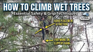 How to Safely Climb Trees in Wet Conditions