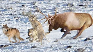 Wounded deer DESTROYS entire pack! What happens when WOLVES make a mistake with their prey?