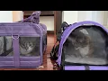 How to get a difficult cat into a carrier