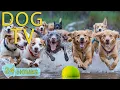 Download Lagu DOG TV: Video All Day Relax \u0026 Funny for Dogs When Home Alone - Best Anti-Stress Music for Dogs