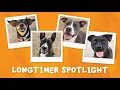 Big Hearts Small Fees Adopt These Sweet Dogs This Weekend