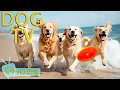 Download Lagu DOG TV: Video Entertain for Dogs to Prevent Boredom When Home Alone - Best Collection Music for Dogs