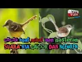 Download Lagu SUARA PIKAT BURUNG CIBLEK RIBUT PALING AMPUH UNTUK MEMANGGIL BURUNG CIBLEK LIAR