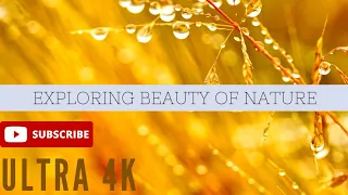 Ultra 4K - Scenic Relaxation Film With Calming Music