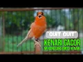 Download Lagu Masteran Kenari PAUD Super BUNYI, Dijamin Cepat Gacor! untuk PANCINGAN \u0026 MASTERAN Kenari PAUD