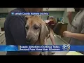 Beagle Adoptions Continue Today For Beagles Rescued From Home Near Allentown