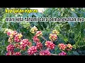 Download Lagu cara memangkas pohon kopi pasca panen raya supaya bahan bo lanjutan tumbuh maksimal