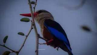 مش قلنالكم هتندمو               بهاء سلطان دندنها