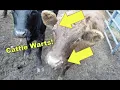 Cattle Warts