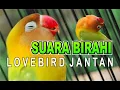 Download Lagu SUARA BIRAHI LOVEBIRD JANTAN, UNTUK MEMANCING BIRAHI BUNYI