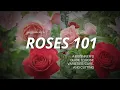 Roses 101 A Beginner s Guide to Rose Varieties Care and Cutting