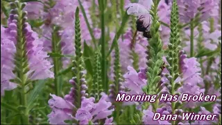morning has broken dana winner