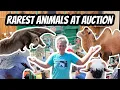 Behind-the-Scenes at the Exotic Animal Auction Must-See