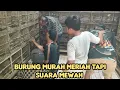 Download Lagu Burung Harga Puluhan ribu Terasa Punya Burung Jutaan 