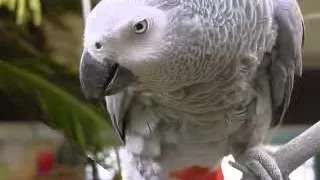 تعليم الببغاء صوت  رنة الهاتف     مدة طويلة مكرر   دندنها