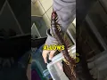 Download Lagu Venomous Giant Centepede as a Favourite Pet