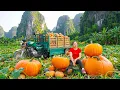 Lagu HARVESTING 1000KG PUMPKINS | Strong Farmer Loading Truck to Deliver for Traders at Wholesale Market