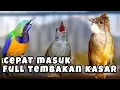 Download Lagu 🔴MASTERAN AUDIO JERNIH || CUCAK CUNGKOK || KAPAS TEMBAK || CUCAK JENGGOT ✔️