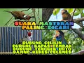 Download Lagu masteran cililin kapas tembak tengkek buto dan bajing kekes suara jernih