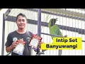 [CI DALLAS] settingan cucak ijo banyuwangi ciri cucak ijo banyuwangi cucak ijo alas purwo By HoBi ID
